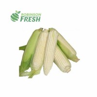 US Grown Vegetable Corn White Maize Robinson Fresh MOQ 42-48 COUNT Quick Delivery in US